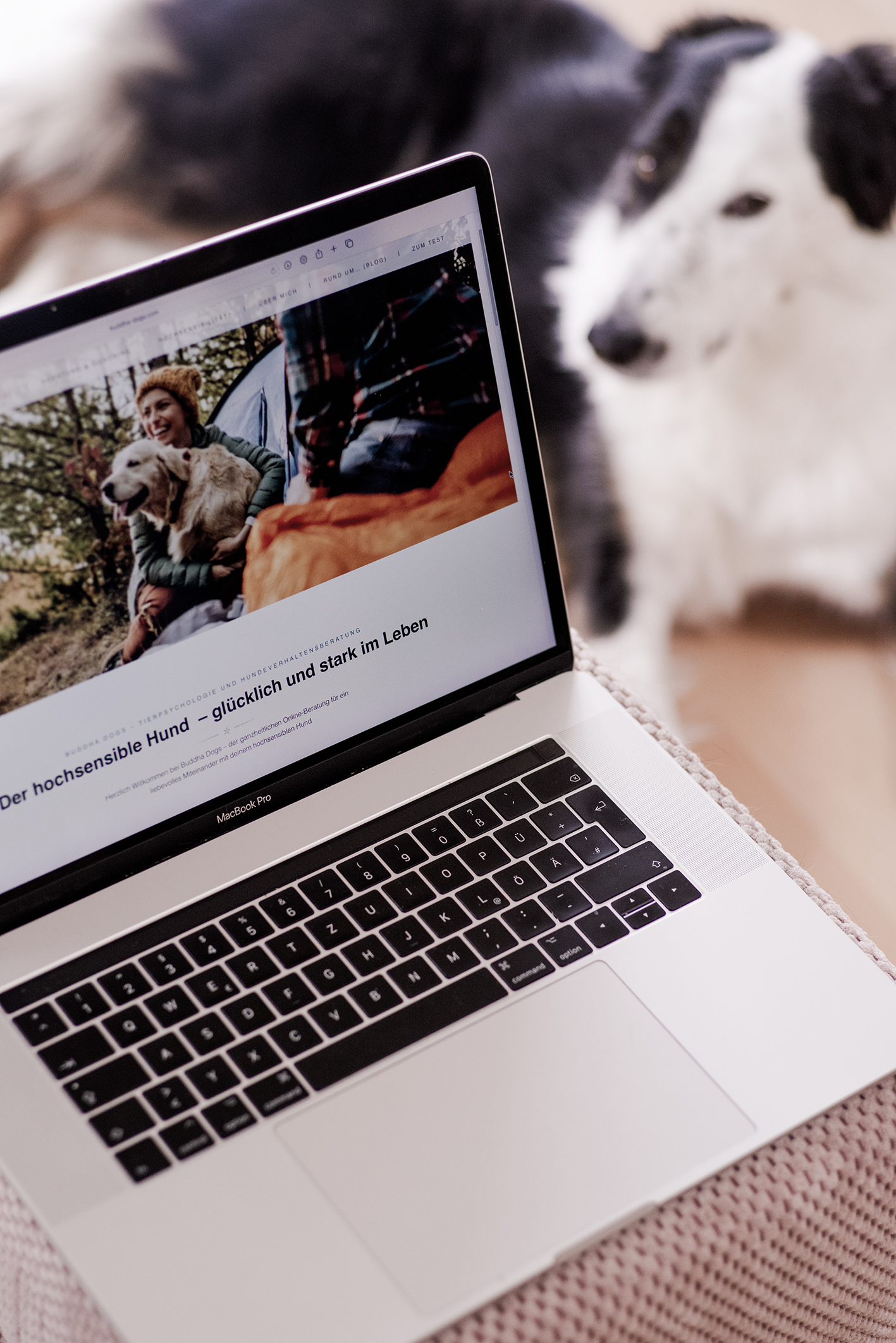 Webdesign Grafikdesign Hundeschule Homepage Fotografie Artista Vivente Maike Czychi Buddha Dogs Köln Bonn