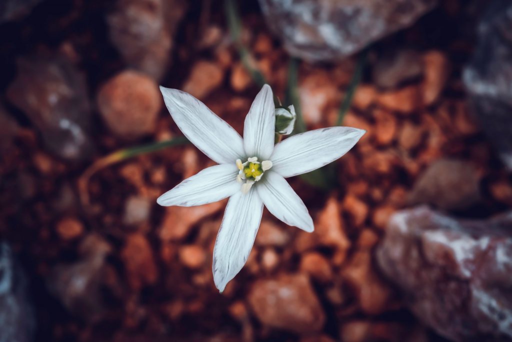 Naturfotografie-Fotografie-Maike-Czychi-Artista-Vivente-Artful-Nature-scaled