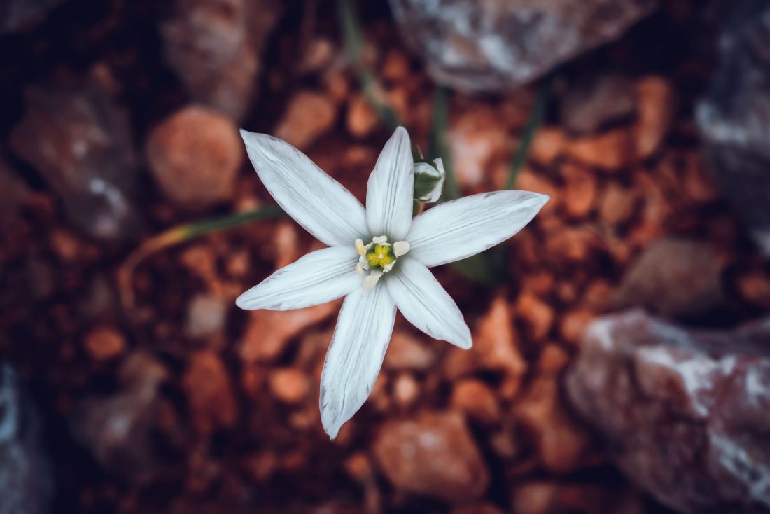 Naturfotografie-Fotografie-Maike-Czychi-Artista-Vivente-Artful-Nature-scaled